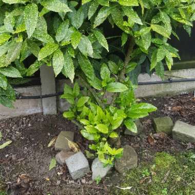 Aucuba variegata 'Crotonifolia'