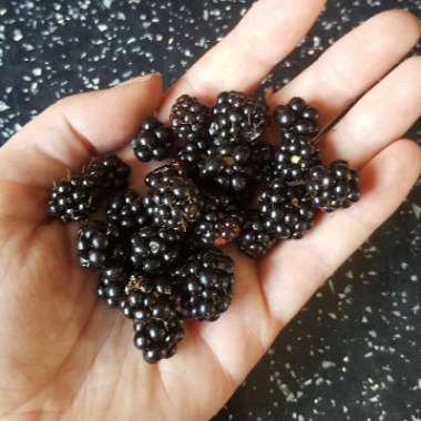 Rubus fruticosus