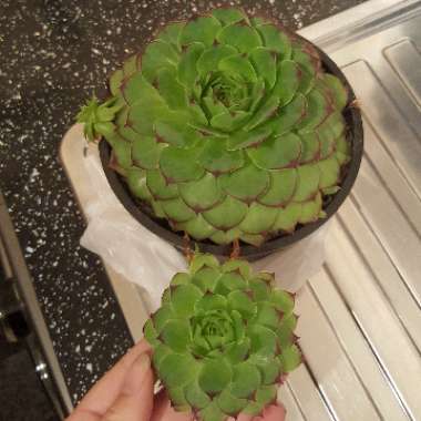 Sempervivum