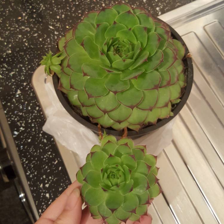 plant image 540798