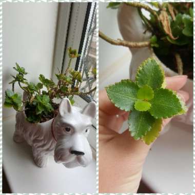 Kalanchoe