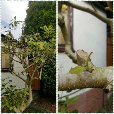 Magnolia x soulangeana