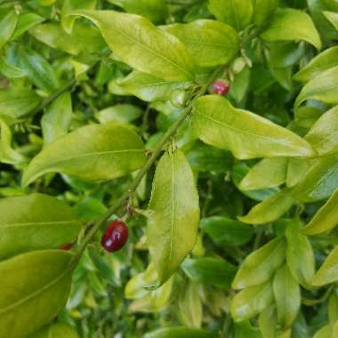 Sarcococca confusa