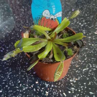 Dionaea muscipula