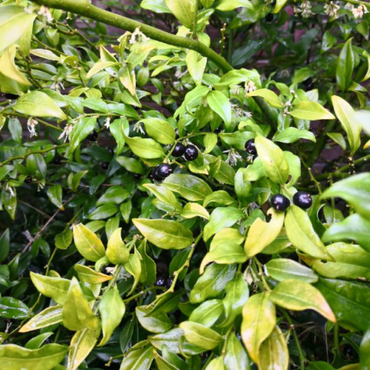 plant image 629737