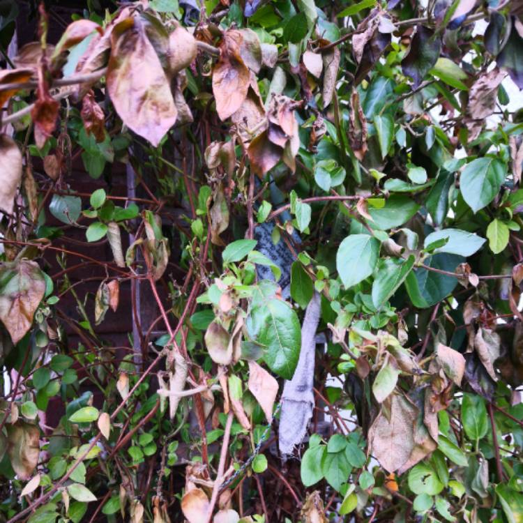 plant image 644487