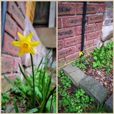 Narcissus