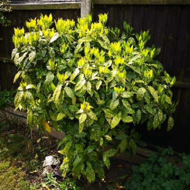 Aucuba variegata 'Crotonifolia'