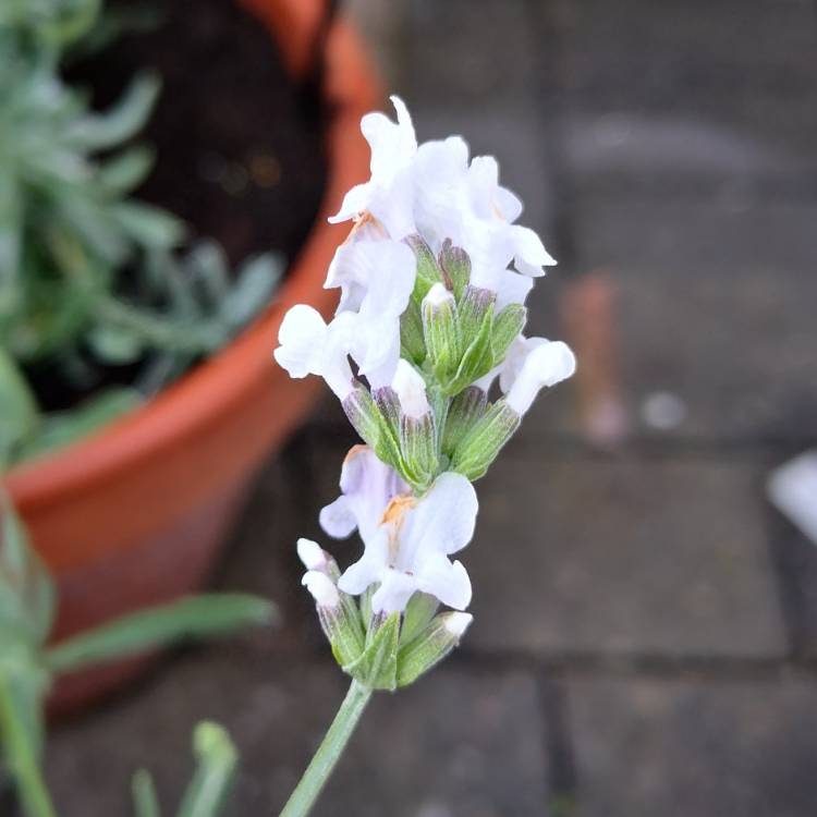 plant image 727622 plant image 727622