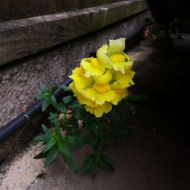 Antirrhinum