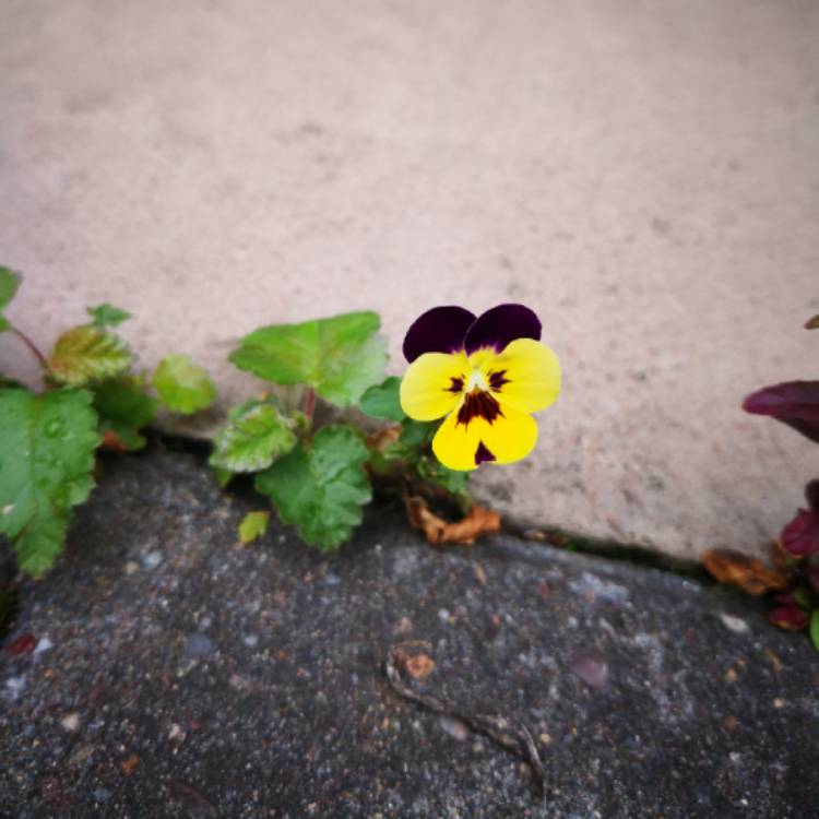 plant image 820337