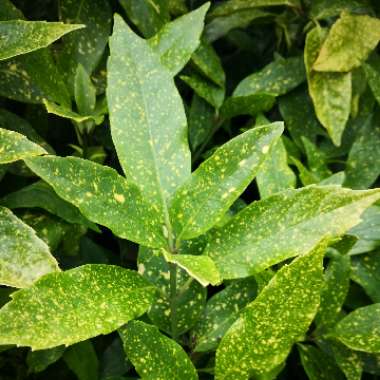 Aucuba variegata 'Crotonifolia'