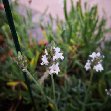 Lavandula x intermedia 'Edelweiss'