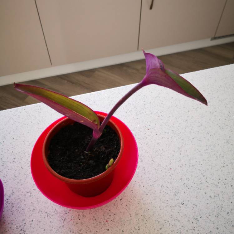 Plant image Tradescantia pallida