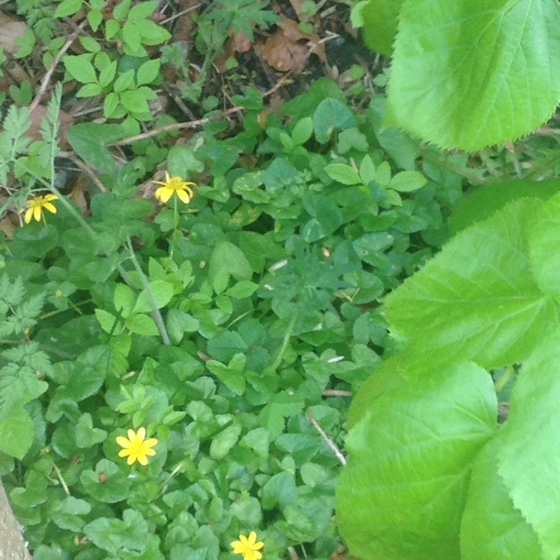 Plant image Ficaria verna 'Tortoiseshell'