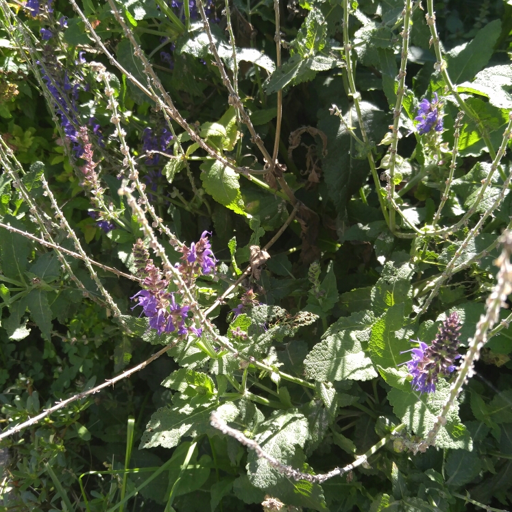 plant image 188088