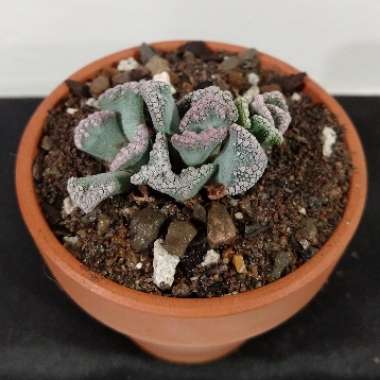 Titanopsis Calcarea (Living Jewel)
