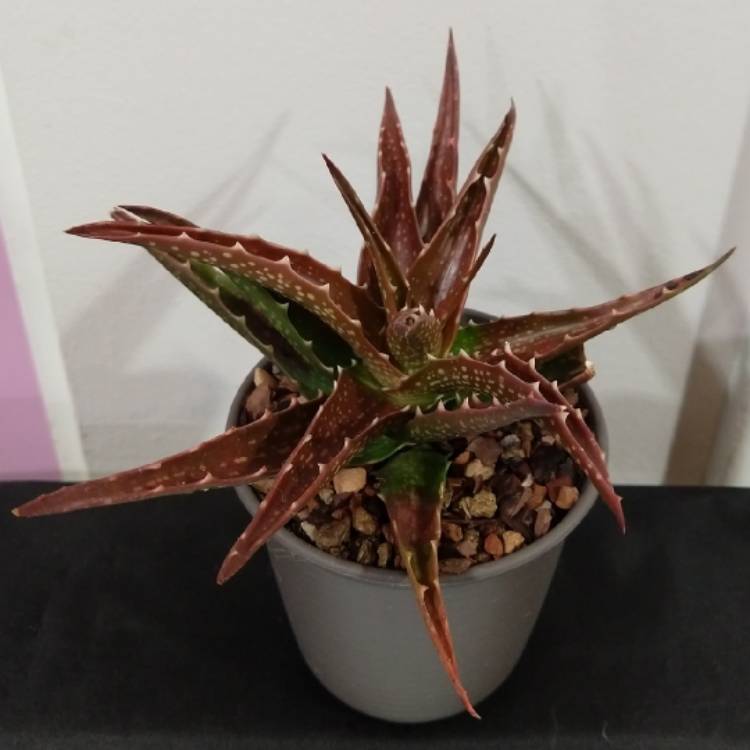 Plant image Aloe 'Dorotheae'