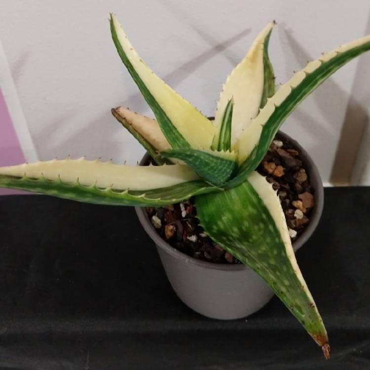 Plant image Aloe Saponaria Variegata
