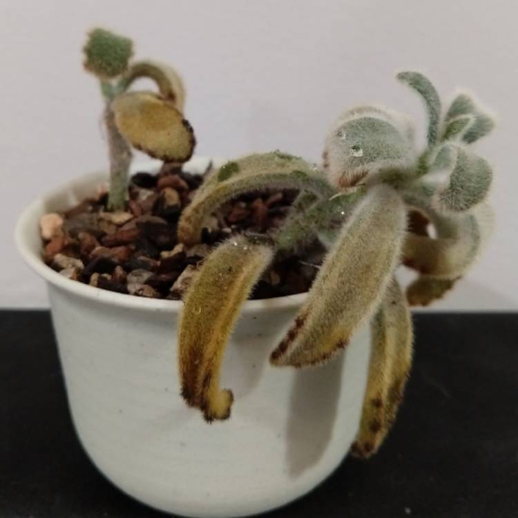Plant image Kalanchoe Tomentosa Golden Girl