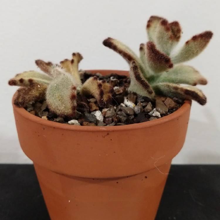 Plant image Kalanchoe tomentosa 'Teddy Bear'