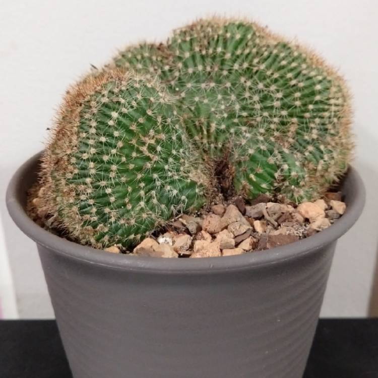 Plant image Echinopsis cristata 'Caterpillar'