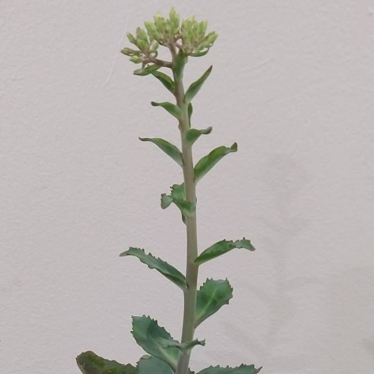 Plant image Hylotelephium Telephium sup. Ruprechtii