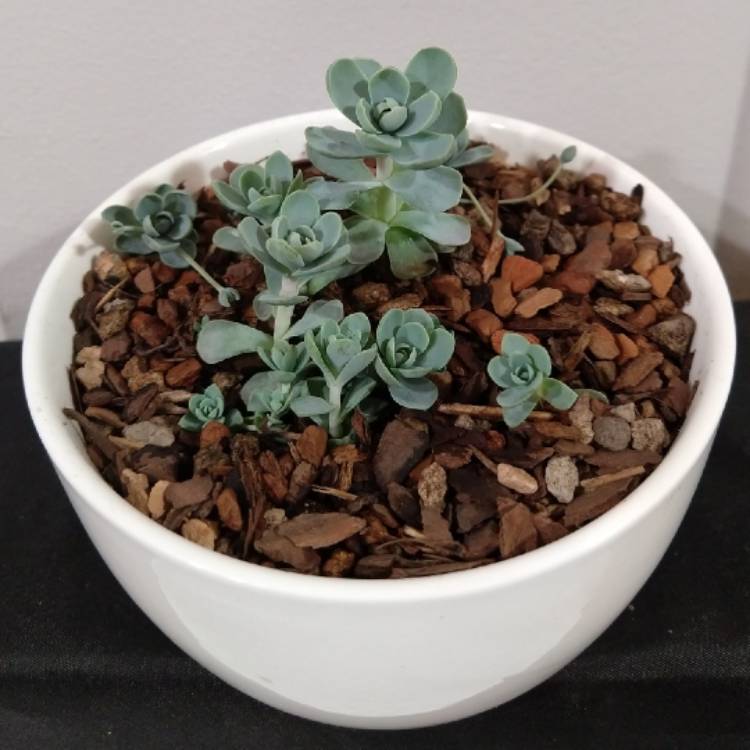Plant image Orostachys furusei