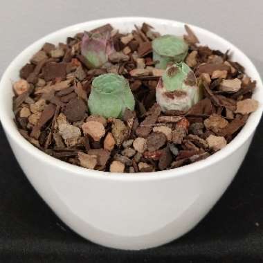 Aeonium Aureum