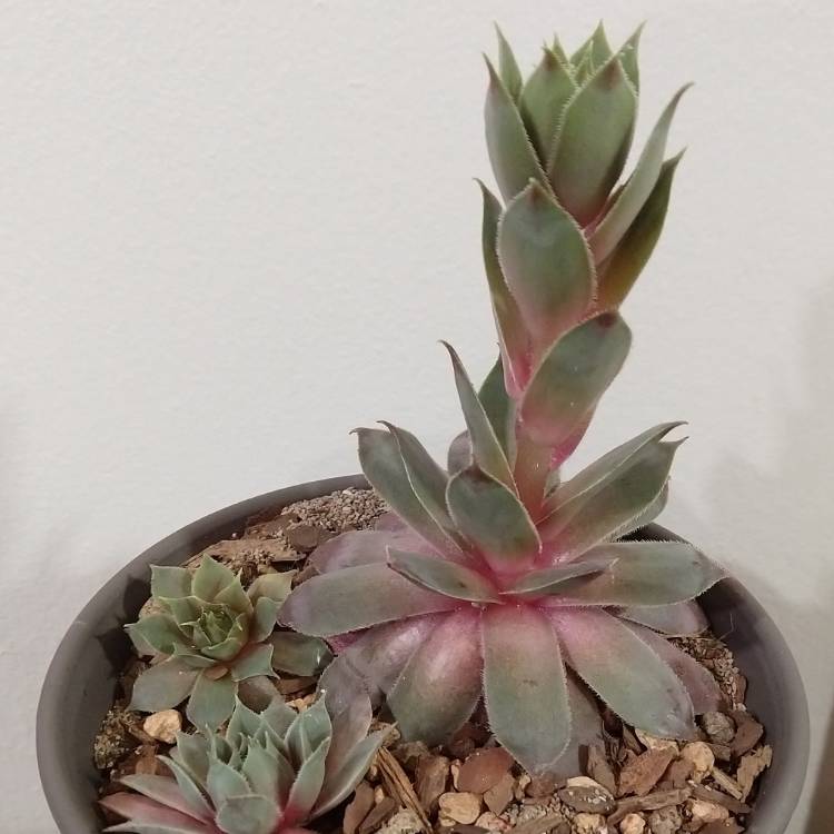 plant image 1104614