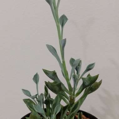 Senecio kleiniiformis