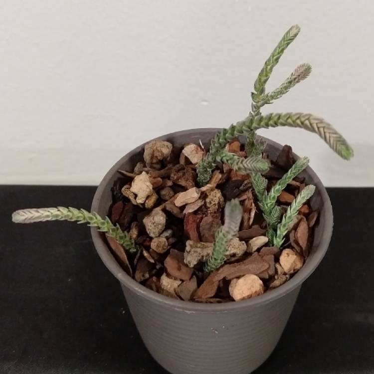 Plant image Crassula muscosa var. variegata