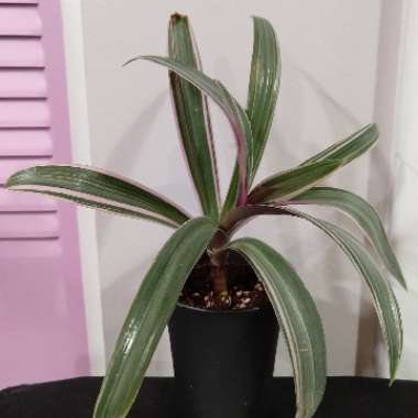 Tradescantia spathacea 'Versicolor' syn. Tradescantia spathacea 'Tricolor', Rhoeo spathacea 'Tricolor'