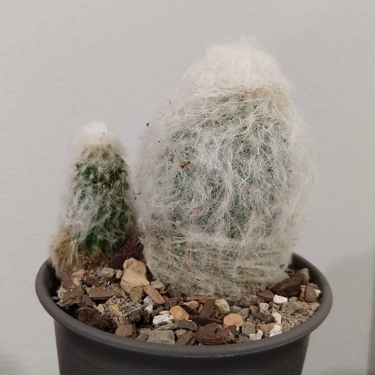 Plant image Espostoa melanostele