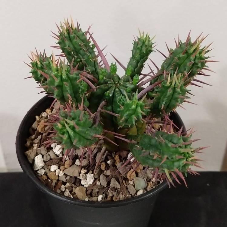 Plant image Euphorbia ferox 'Marloth'
