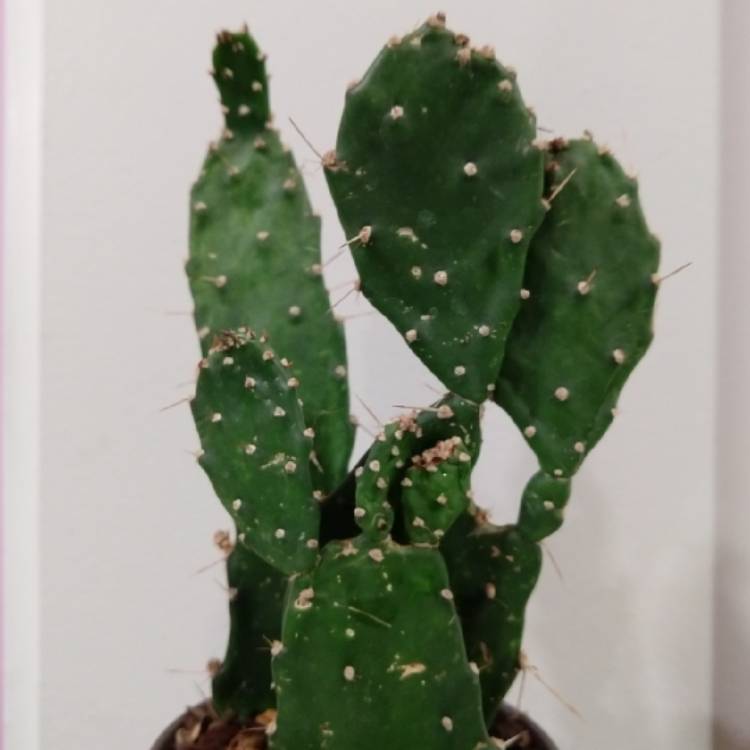 Plant image Opuntia Argentina