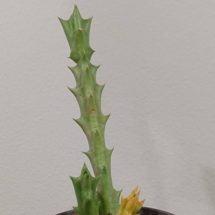 Plant image Stapelia hirsuta