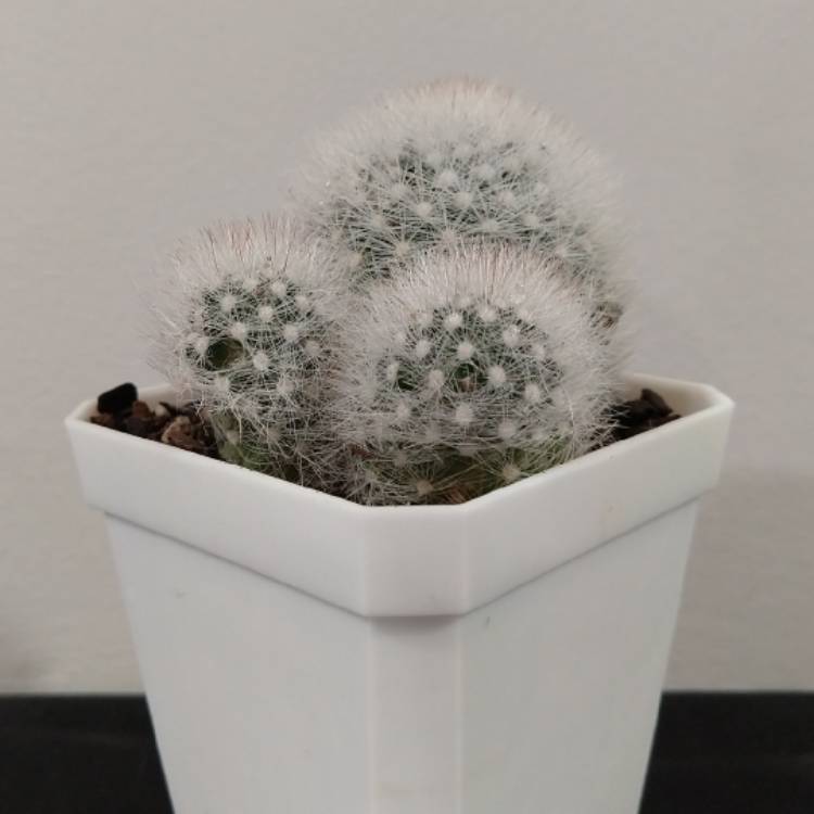 Plant image Mammillaria schwartzii
