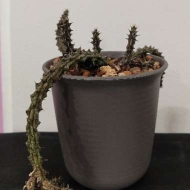 Stapelia decaryi