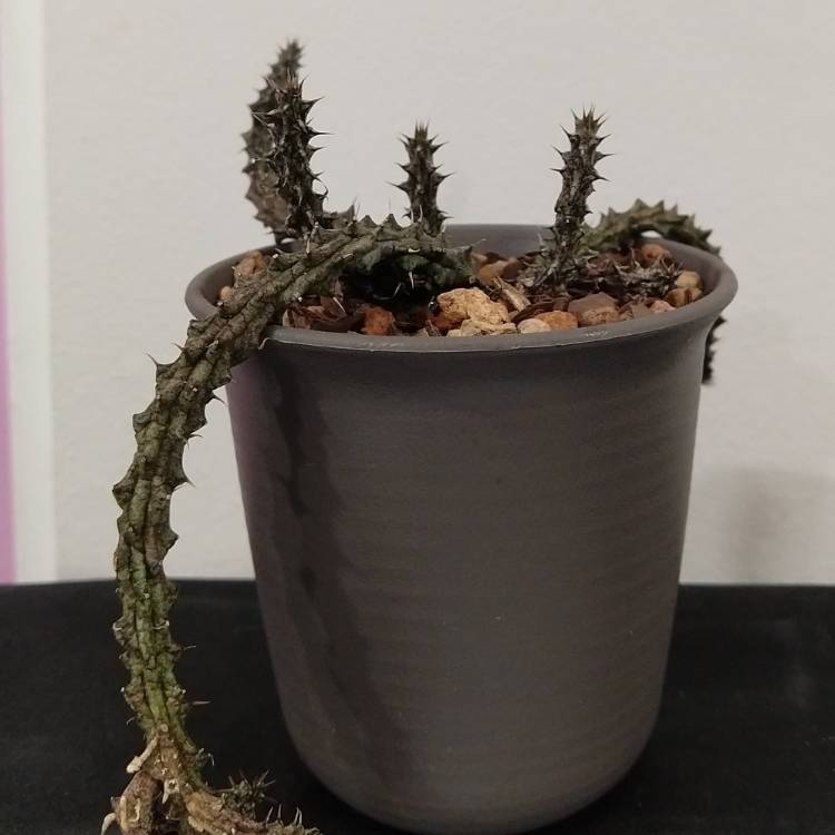 Plant image Stapelia decaryi