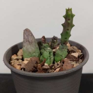 Piaranthus Foetidus 