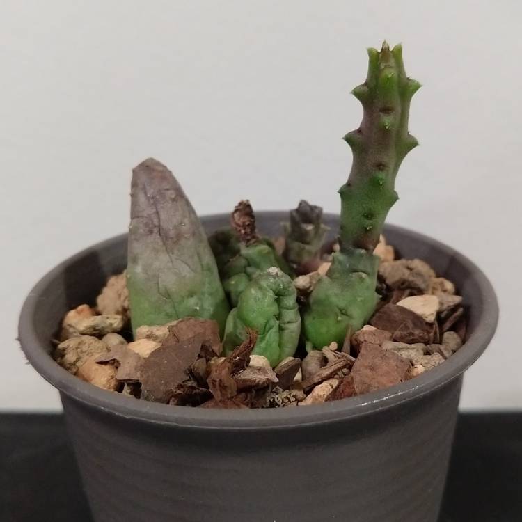 plant image 1107194