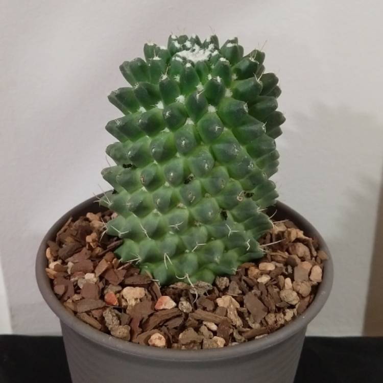 Plant image Mammillaria polythele f. nuda syn. Mammillaria polythele 'Stachellos'