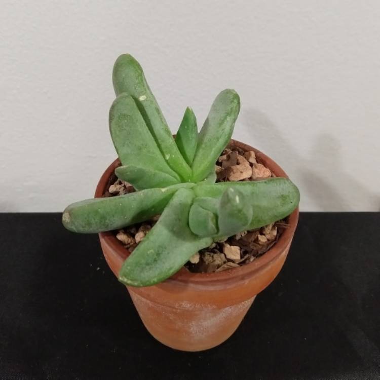Plant image Glottiphyllum oligocarpum