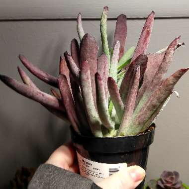 Cotyledon