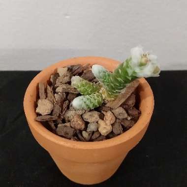 Avonia Buderiana