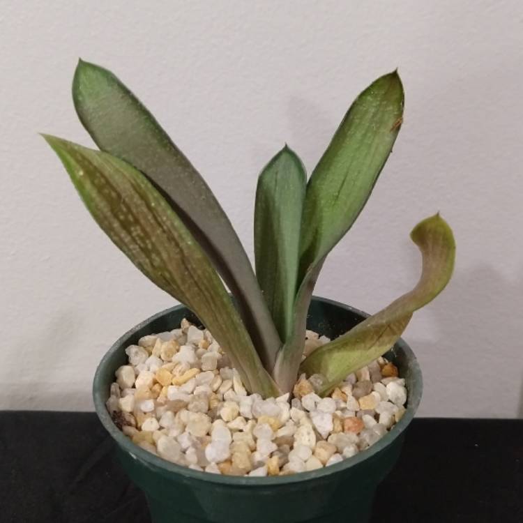 plant image 1136701