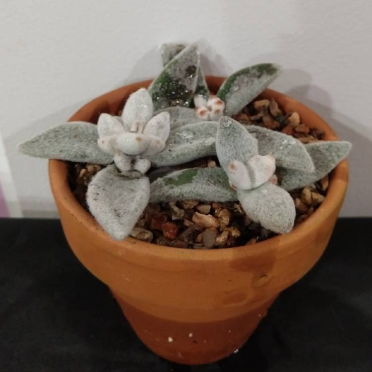 Plant image Kalanchoe eriophylla