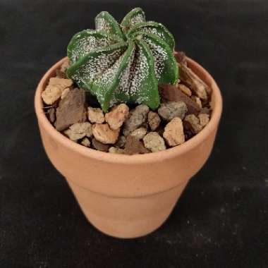 Astrophytum capricorne var. minor
