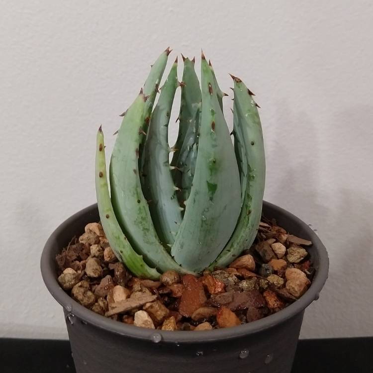 plant image 1143742